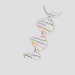 Telomeres And Telomerase Aging